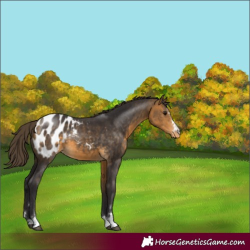Horse Color:Buckskin Appaloosa 