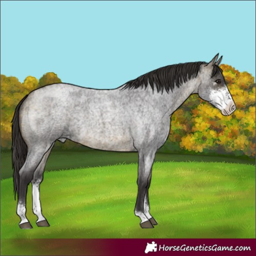 Horse Color:Buckskin Roan Sabino