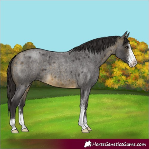 Horse Color:Buckskin Roan Sabino