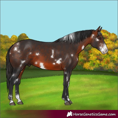 Horse Color:White Spotted Bay Sabino
