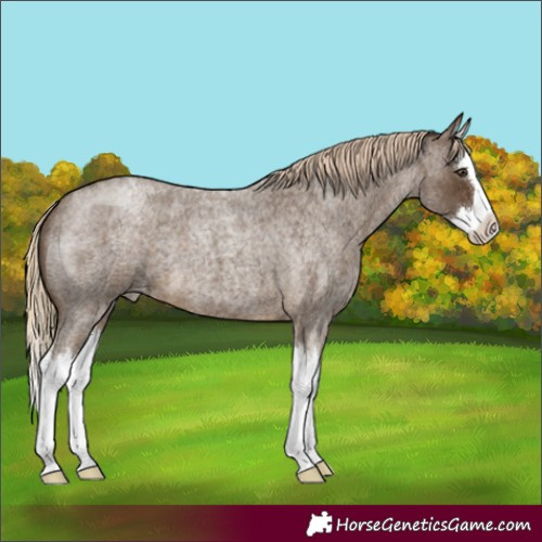 Horse Color:Chocolate Palomino Roan Splash Varnish