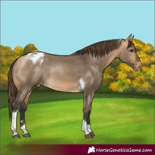 Horse Color:Buckskin Dun Tobiano Appaloosa