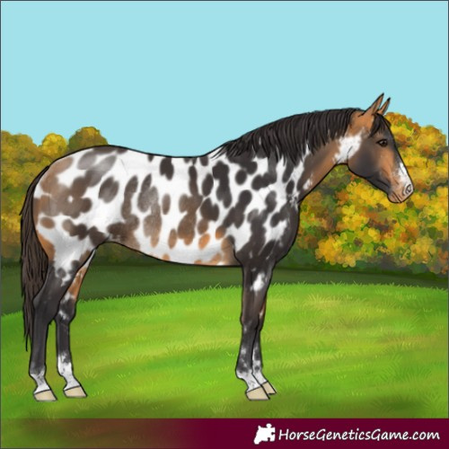 Horse Color:Buckskin Appaloosa Rabicano 
