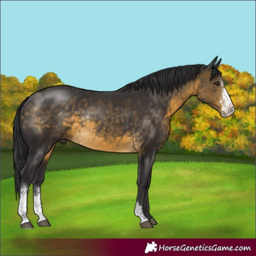Horse Color:Buckskin Sabino Rabicano 