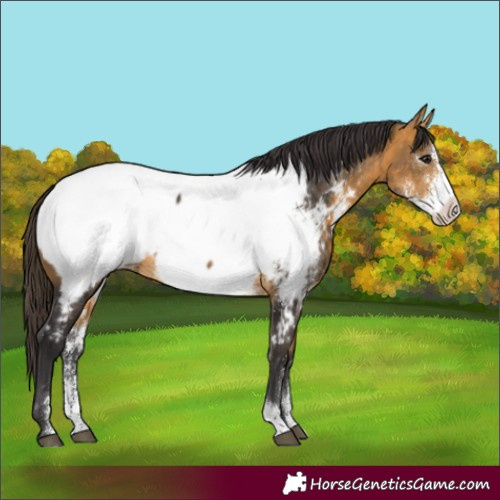 Horse Color:Buckskin Sabino Appaloosa 