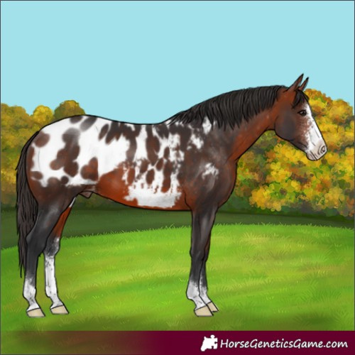 Horse Color:Bay Sabino Appaloosa