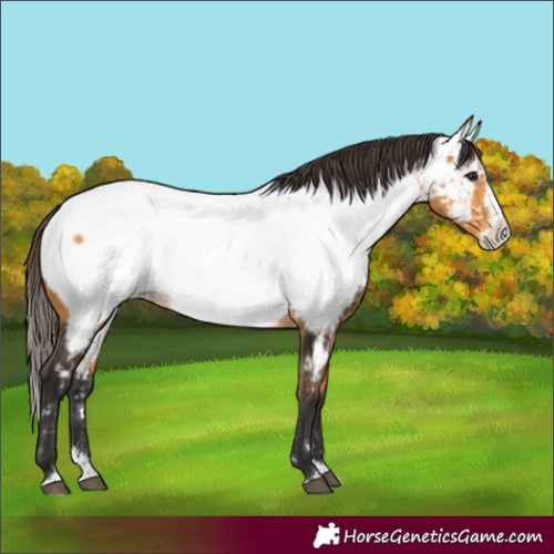 Horse Color:Buckskin Splash Appaloosa 