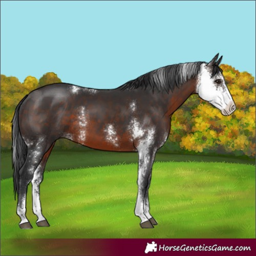 Horse Color:Brown Sabino
