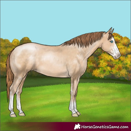 Horse Color:Buckskin Pearl Sabino