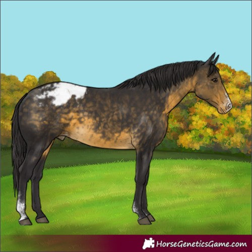 Horse Color:Buckskin Sabino Varnish