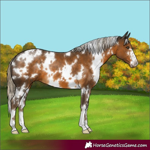 Horse Color:White Spotted Chocolate Palomino 