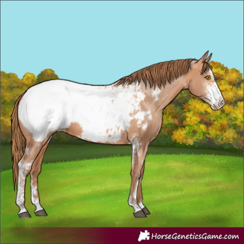 Horse Color:White Spotted Bay Pearl Sabino Appaloosa