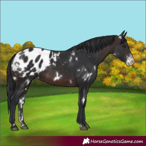 Horse Color:White Spotted Brown Sabino Appaloosa