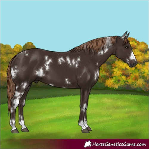 Horse Color:White Spotted Liver Chestnut