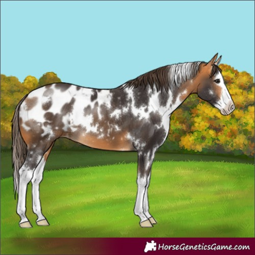 Horse Color:White Spotted Buckskin Sabino Splash Appaloosa 