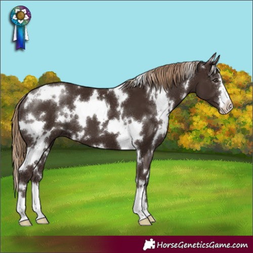 Horse Color:White Spotted Liver Chestnut