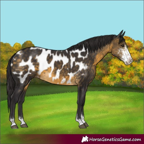 Horse Color:Buckskin Sabino Appaloosa