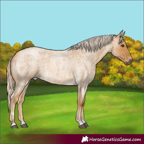 Horse Color:Palomino Roan 
