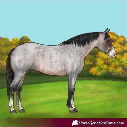 Horse Color:Brown Roan Sabino