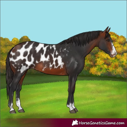 Horse Color:Bay Appaloosa