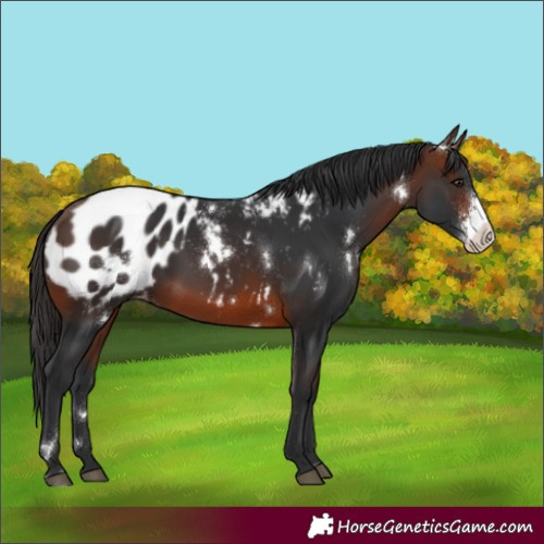 Horse Color:White Spotted Brown Sabino Appaloosa