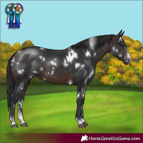 Horse Color:White Spotted Brown Sabino