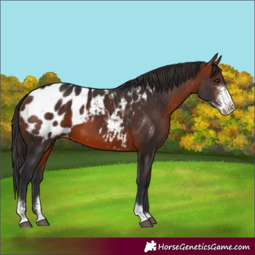 Horse Color:Bay Sabino Appaloosa