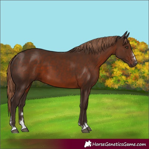 Horse Color:Liver Chestnut