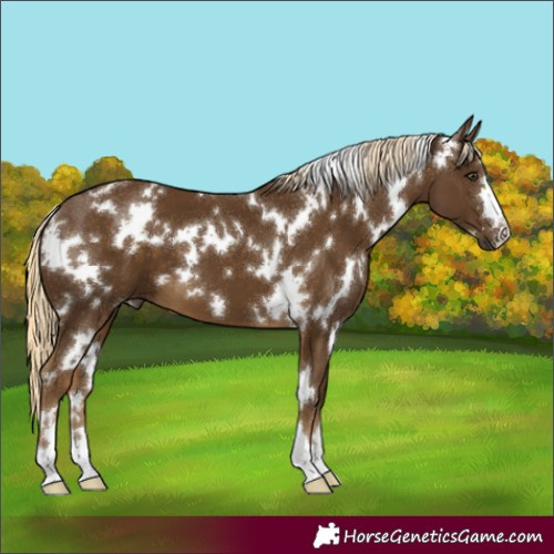 Horse Color:White Spotted Chocolate Palomino