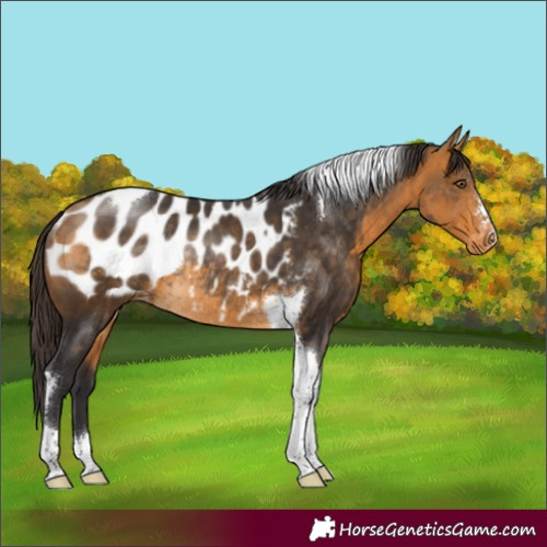 Horse Color:Buckskin Tobiano Appaloosa Rabicano 