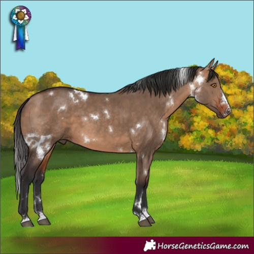 Horse Color:White Spotted Bay Dun