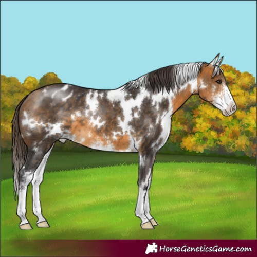 Horse Color:White Spotted Buckskin Sabino Varnish