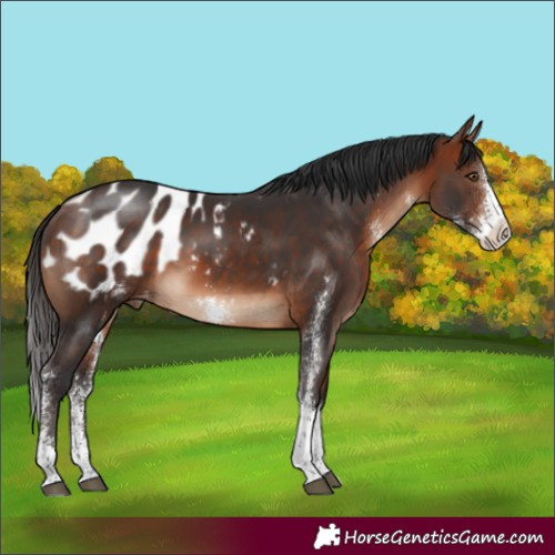 Horse Color:Bay Sabino Blanket Rabicano