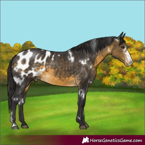 Horse Color:White Spotted Buckskin Sabino Varnish 