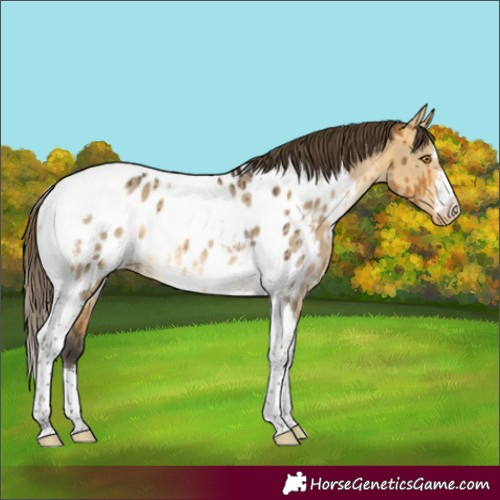 Horse Color:Buckskin Dun Tobiano Appaloosa Rabicano Brindle