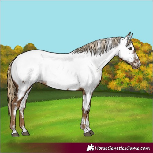 Horse Color:White Spotted Chocolate Palomino Appaloosa
