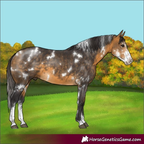 Horse Color:White Spotted Buckskin Sabino 