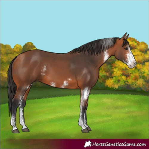 Horse Color:Bay Sabino Rabicano