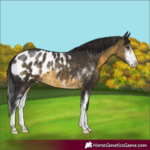 Horse Color:Buckskin Sabino Blanket 