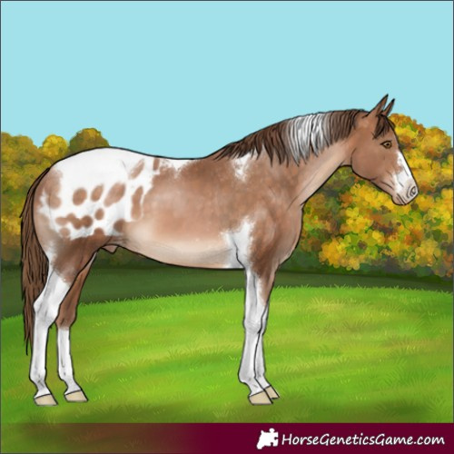 Horse Color:Brown Pearl Tobiano Varnish