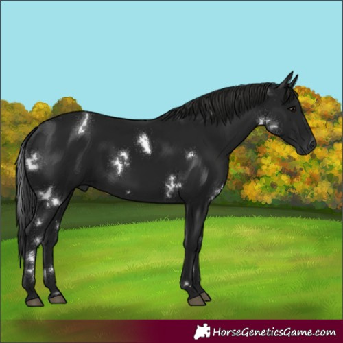 Horse Color:Gray White Spotted Smoky Black Rabicano