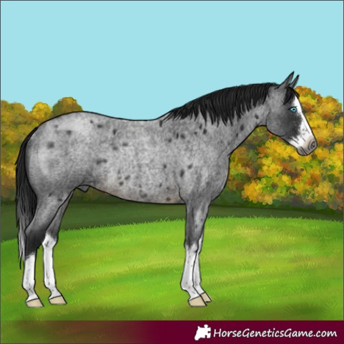 Horse Color:Gray Buckskin Roan Splash Rabicano