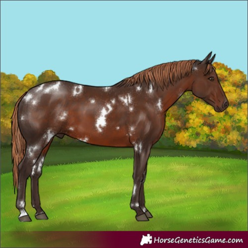 Horse Color:White Spotted Liver Chestnut 
