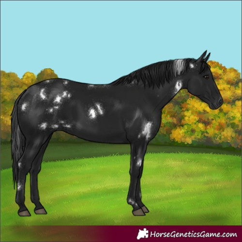 Horse Color:Gray White Spotted Smoky Black 