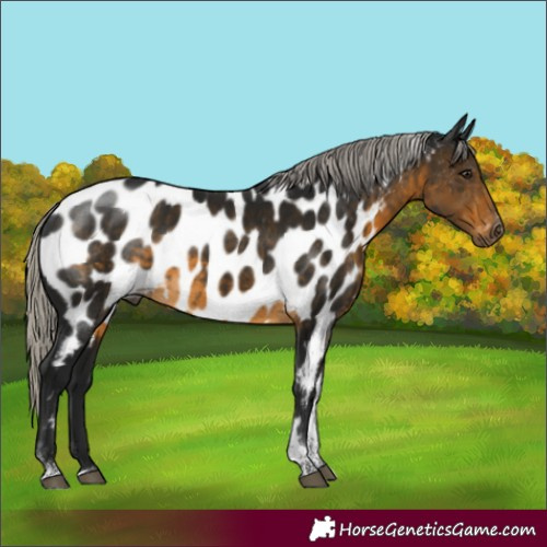 Horse Color:Gray Silver Buckskin Tobiano Appaloosa