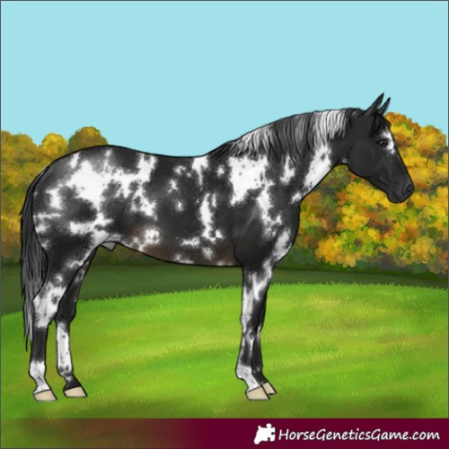 Horse Color:Gray White Spotted Buckskin 
