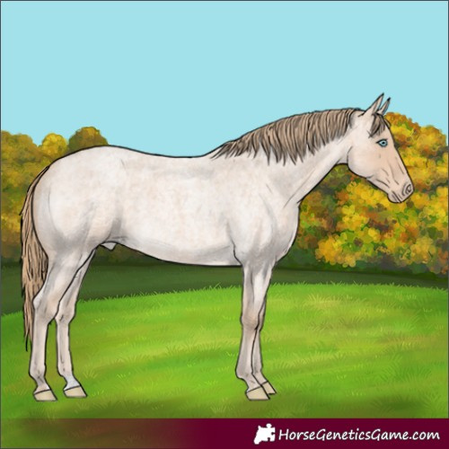 Horse Color:Perlino Roan