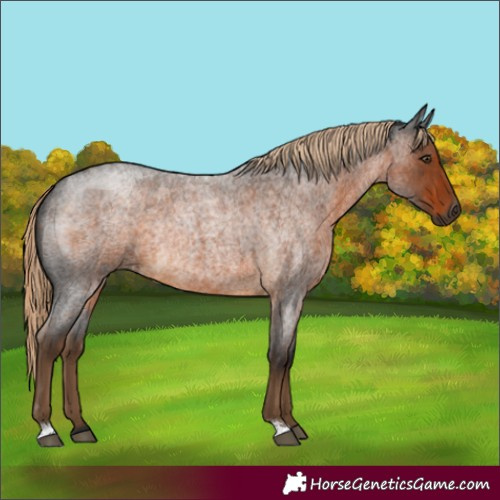 Horse Color:Gray Chocolate Palomino Roan Rabicano 