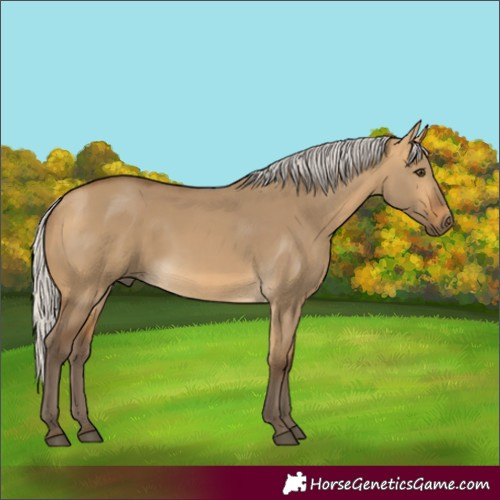 Horse Color:Silver Buckskin Dun 