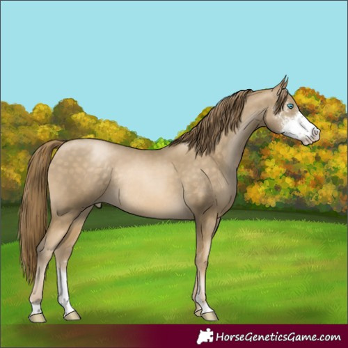 Horse Color:Buckskin Pearl Sabino Rabicano